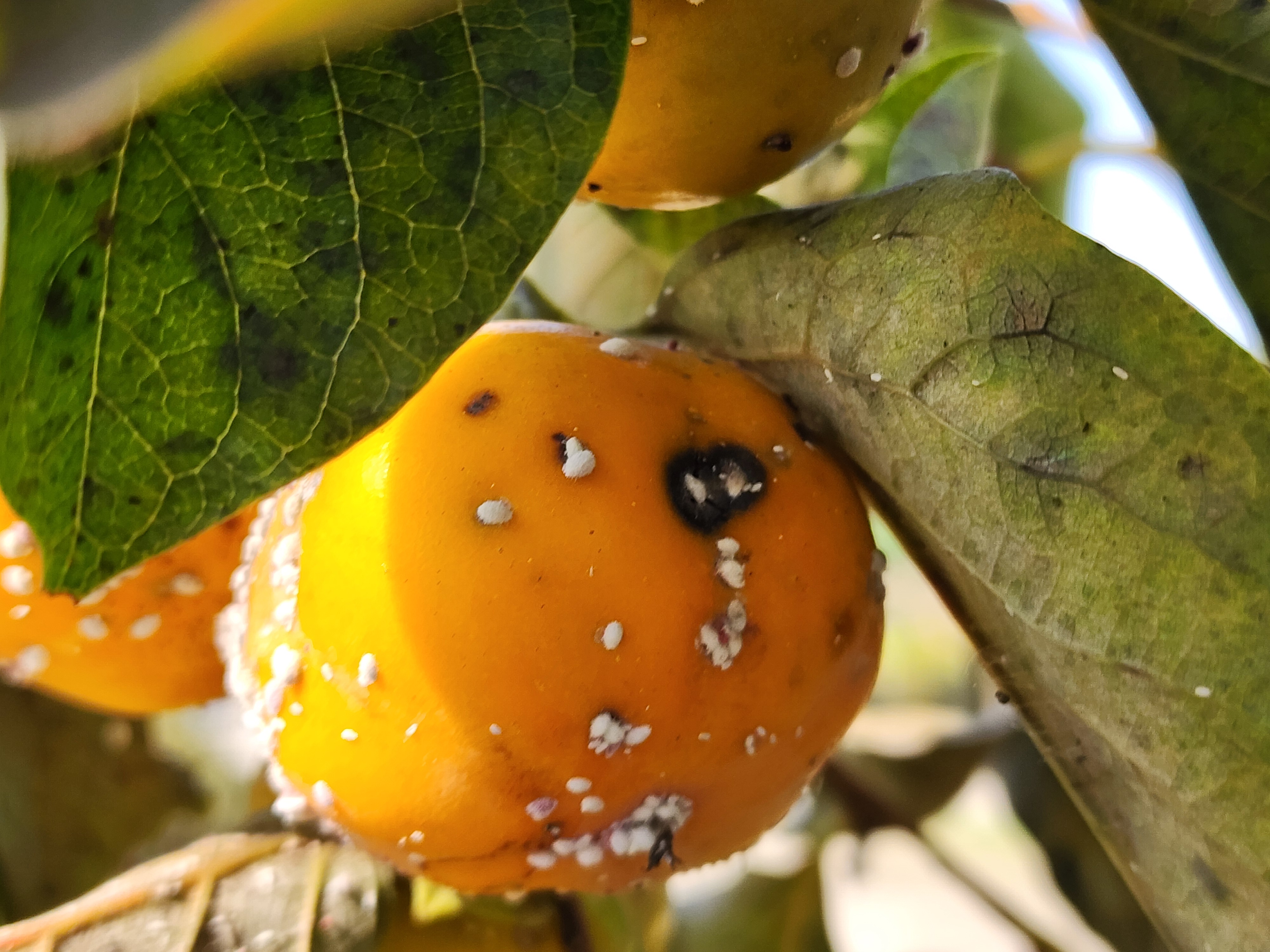 감나무 약치는 시기와 둥근무늬낙엽병, 탄저병, 깍지벌레 병충해 방제 방법 보르도액, 석회유황 합제