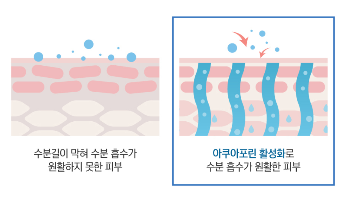 자작나무 선크림