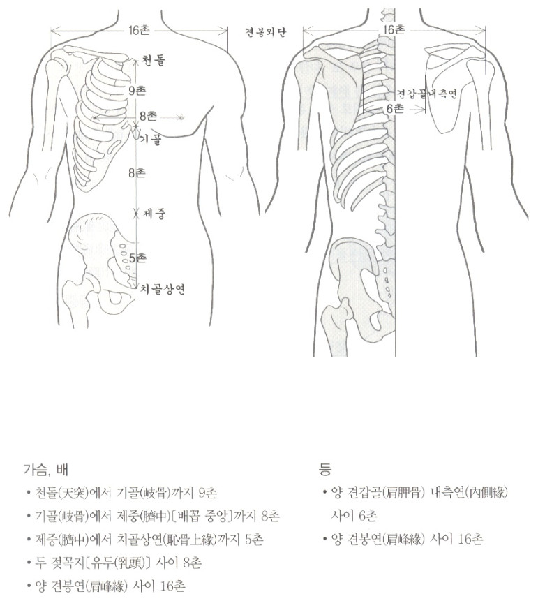 골도분촌법 - 골도분촌법(骨度分寸法) 이란? 골도분촌법 - 골도분촌법(骨度分寸法) 이란?