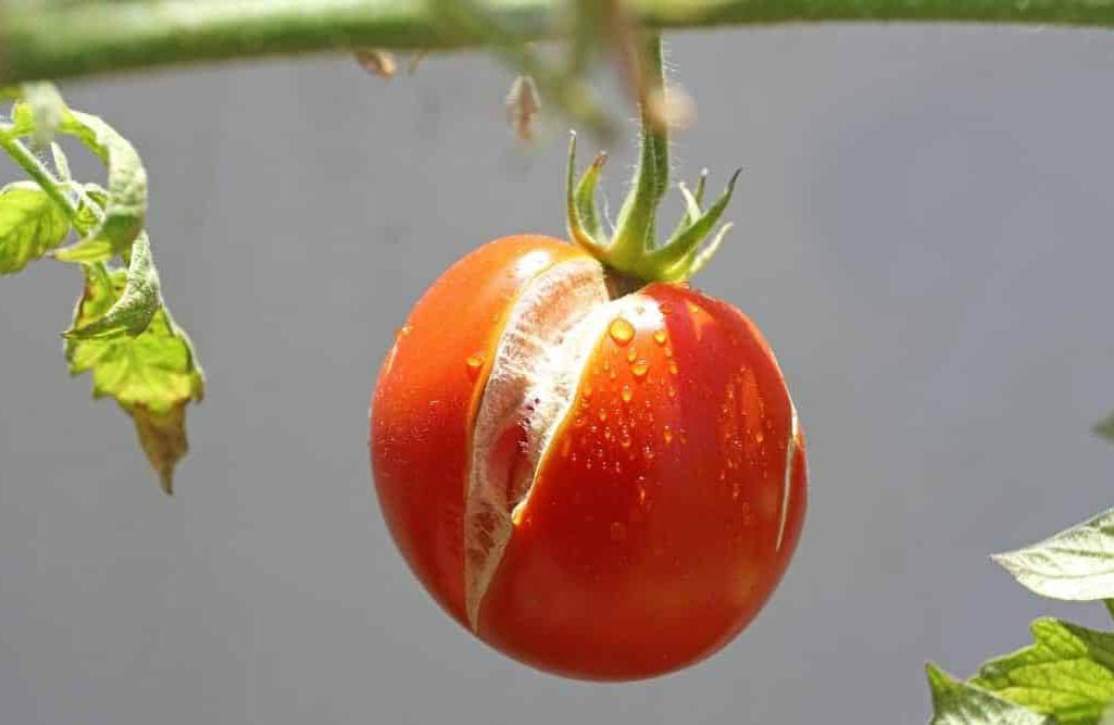 cracked tomato