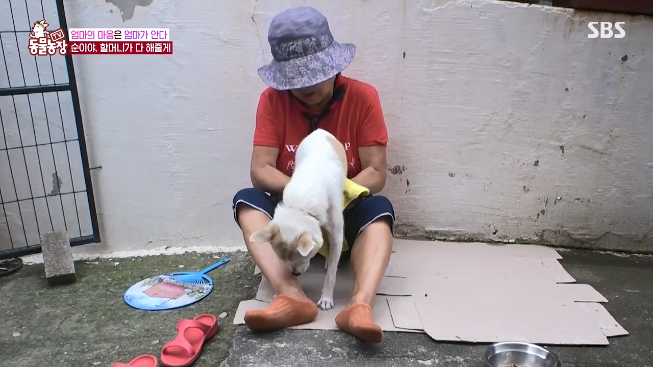 TV 동물농장.E1143.231030p-NEXT.mp4_20231029_164102.055.jpg