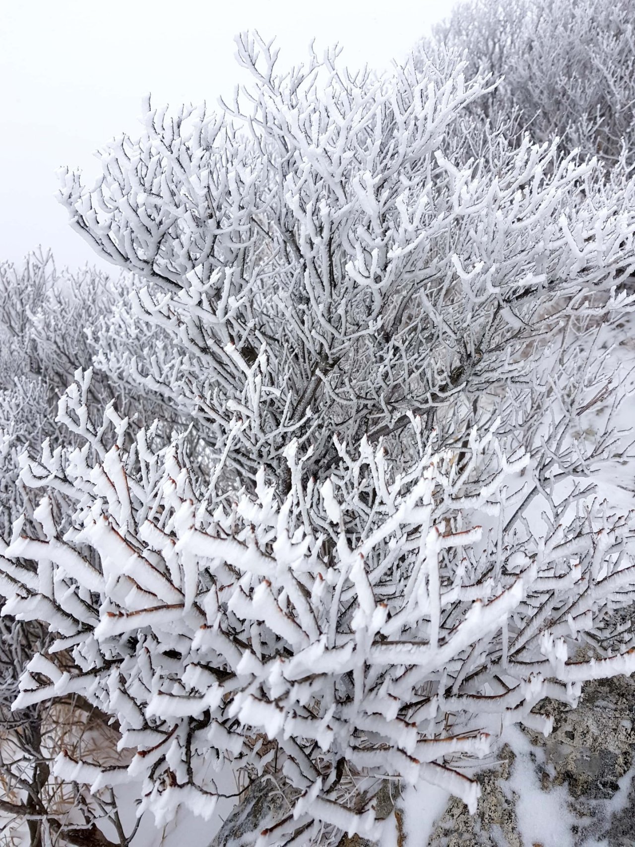 울산 가지산 설경
