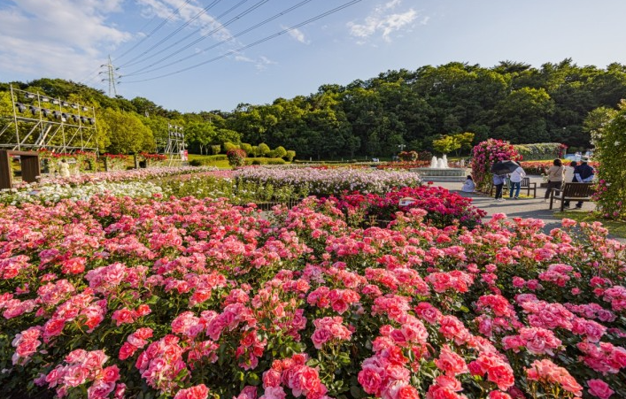 울산대공원 장미원1