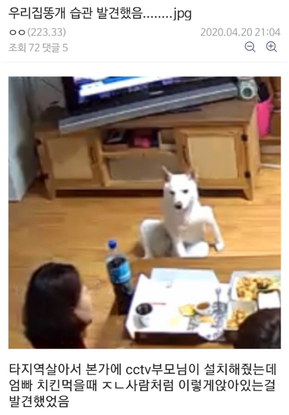  우리집 똥개 습관 발견함ㅇㅇ