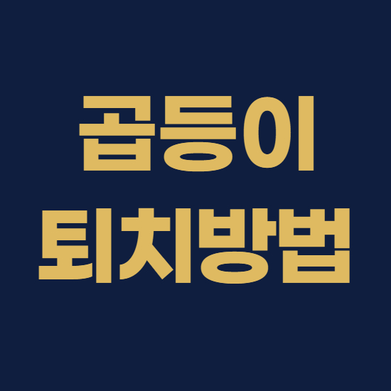  곱등이 퇴치 확실한 방법