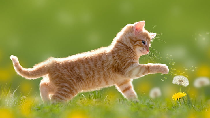 고양이 울음소리 종류와 의미 2