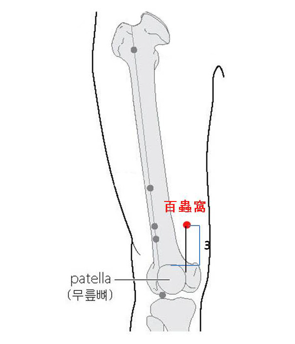 경외기혈(EX) > EX-LE3 백충와 (百蟲窩) 1