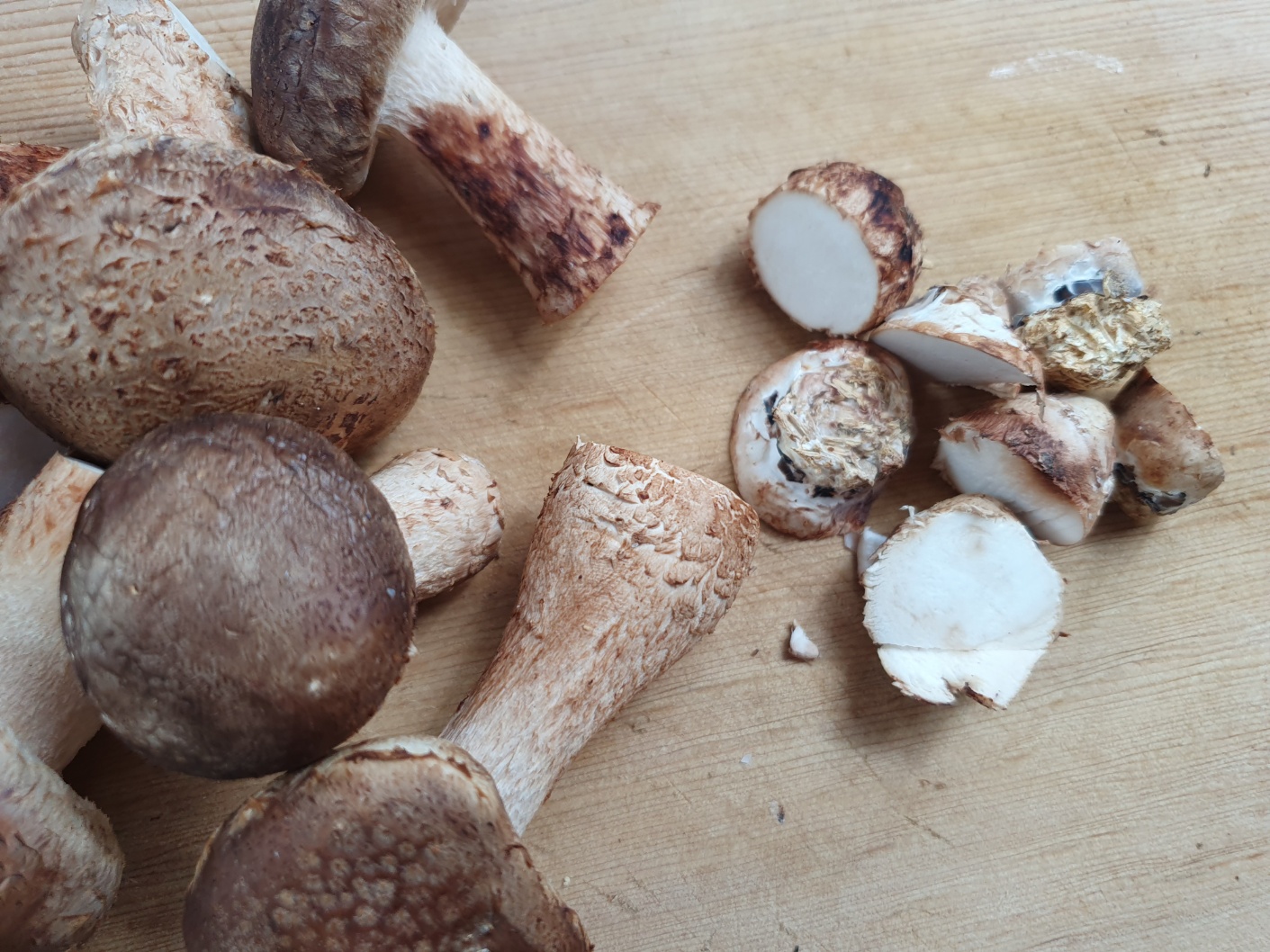 송화버섯 효능 송화버섯 보관방법 관리방법