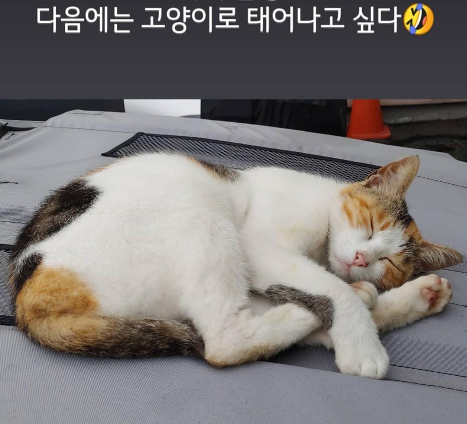  [일상] 회사에 정착한 길냥이(고양이) 이야기
