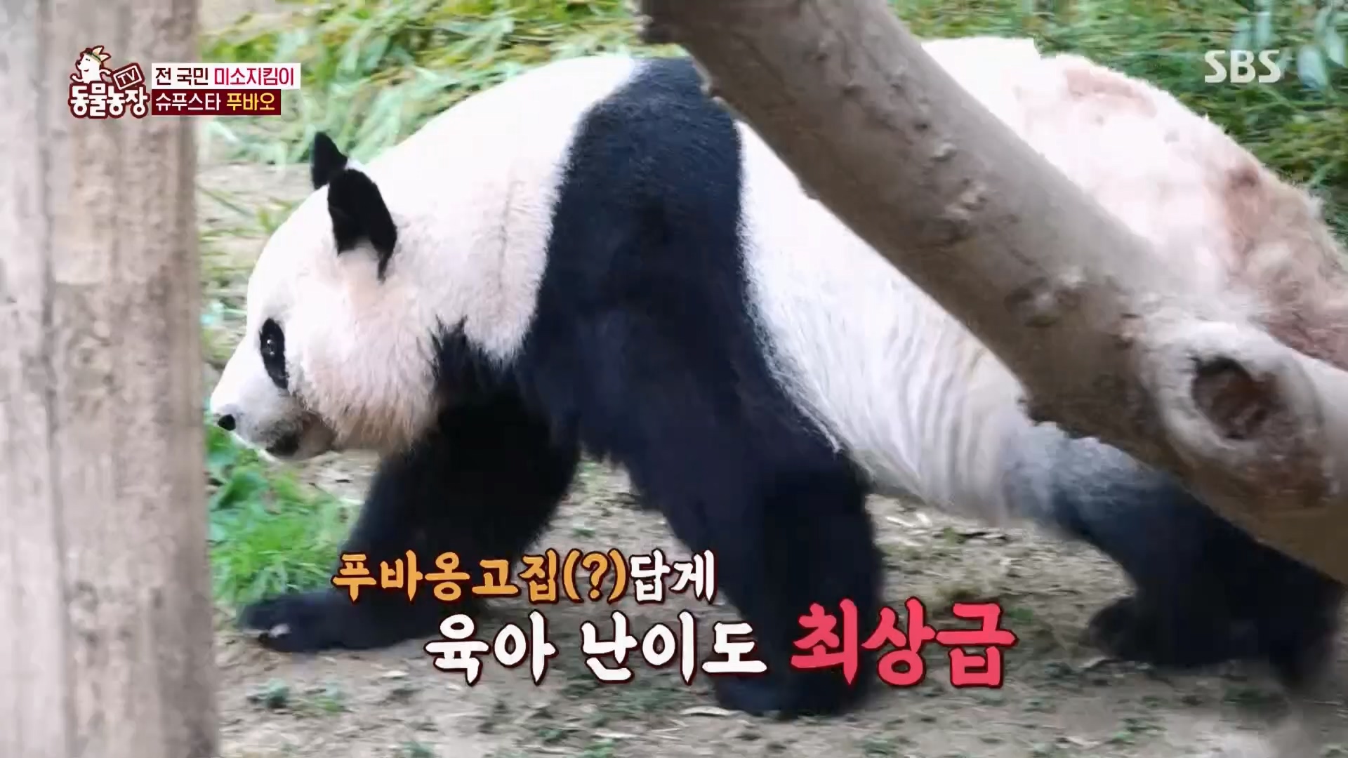 TV 동물농장.E1165.240331p.H264-F1RST.mp4_20240331_144355.276.jpg