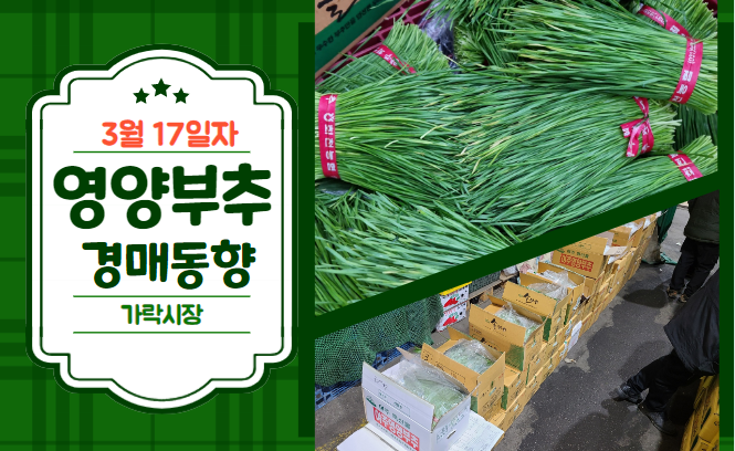  [경매사 일일보고] 3월 17일자 가락시장 영양부추 경매동향을 살펴보겠습니다!