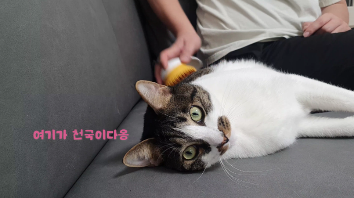고양이