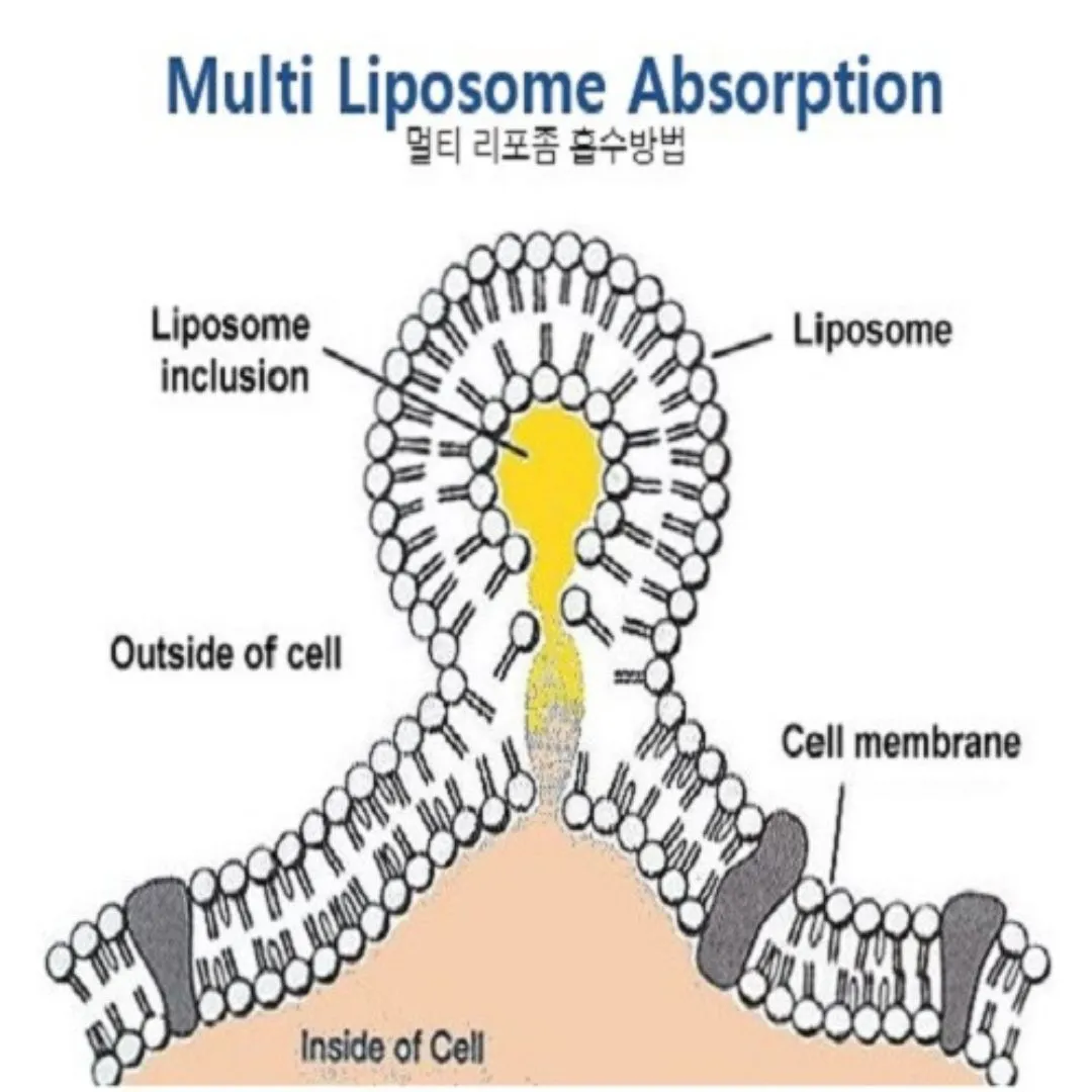 리포좀 비타민C 추천&amp;#44; 효능&amp;#44; 비타민C와 차이