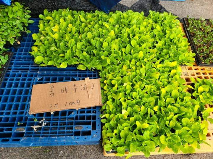 봄배추-모종-가격