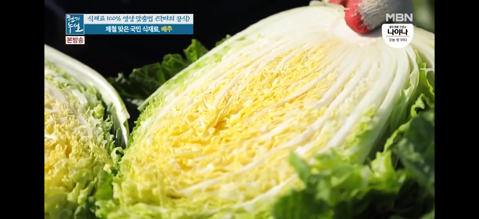  좋은 배추 고르는 방법과 보관법 및 배추의 깨씨무늬증상 섭취여부(천기누설)