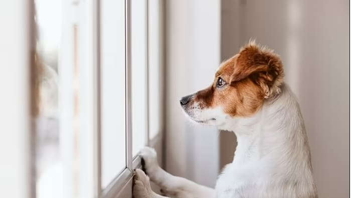  "강아지도 사람처럼 동료의 죽음에 슬퍼한다"...최초로 밝혀져 VIDEO: New study reveals dogs can recognise their owners by voice alone