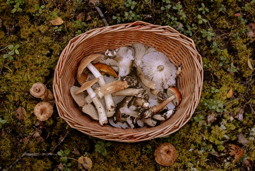 1. 트러플 버섯 중요한 영양소 풍부