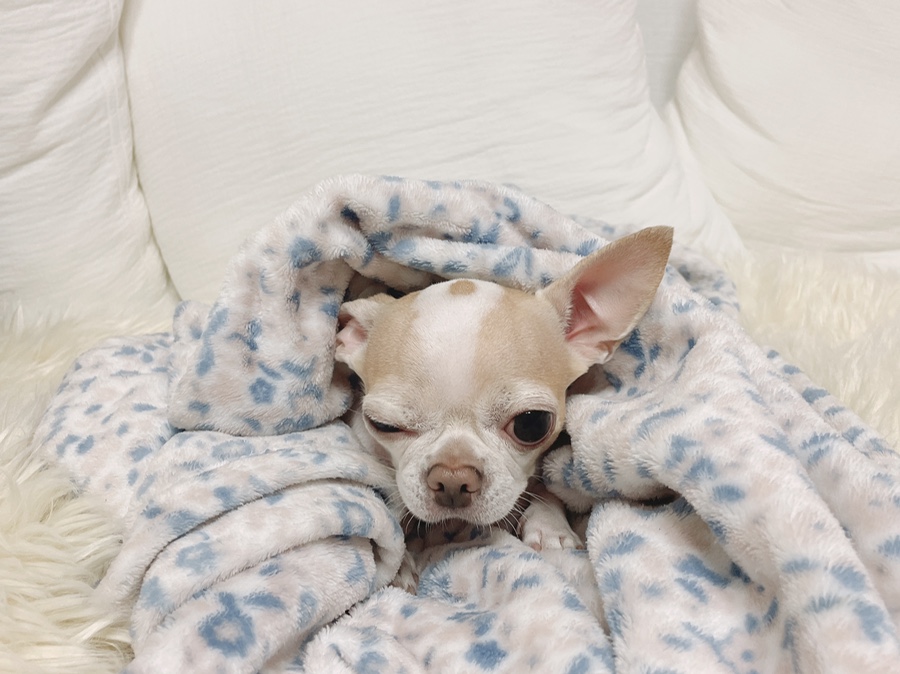 단모 성격 털빠짐 주의점 12