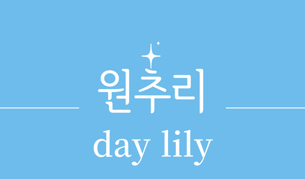 &#39;원추리(day lily)&#39;