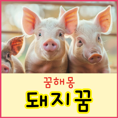돼지꿈 이미지