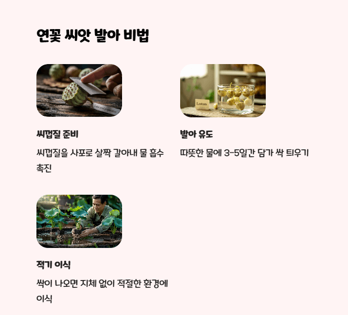 연꽃 씨앗 발아방법