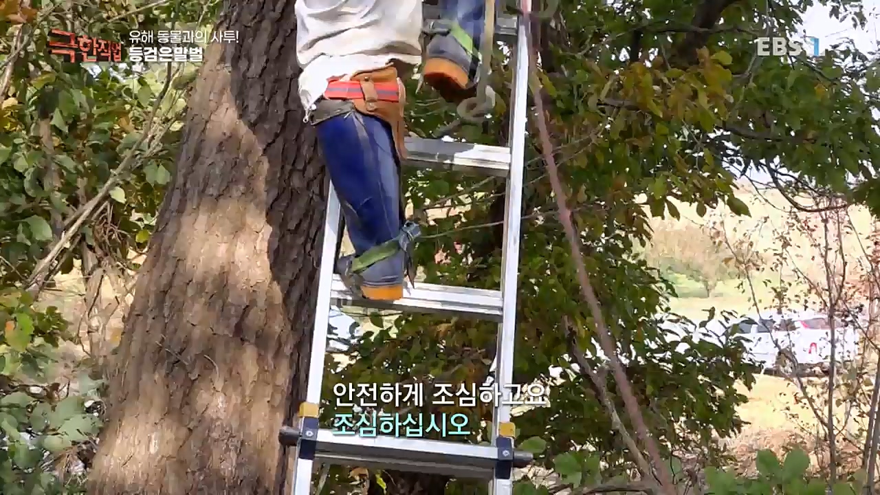 TV - 교육의 중심 EBS유해 동물과의 사투! 등검은말벌, 야생 멧돼지 퇴치.mp4_20221129_195003.684.jpg