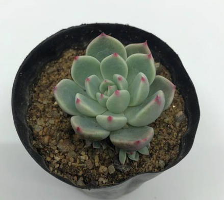  다육이와 함께 반려식물 라이프 다육식물 정보