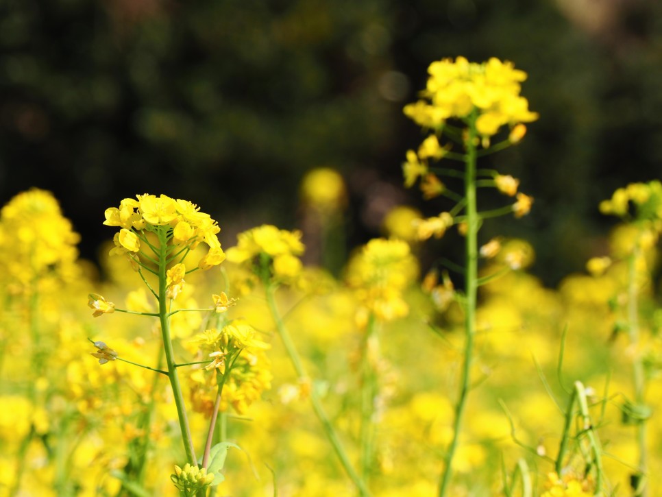오늘 24도 가볍게 입으세요 2월 제주도 날씨 23