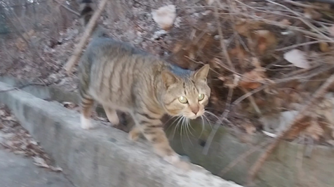 Feline Activities 29