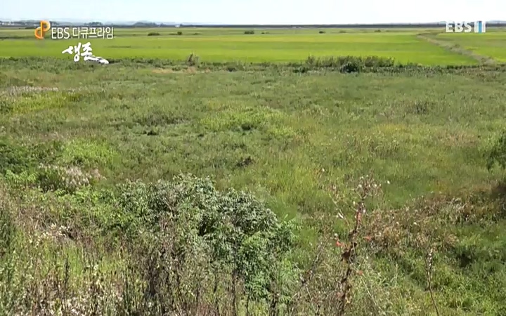 EBS 다큐프라임_ 220628.avi_20220629_210213.074.jpg