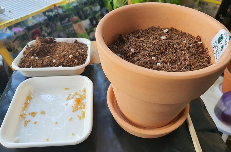 예루살렘 체리 씨앗 심기