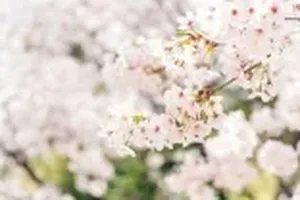 벚꽃