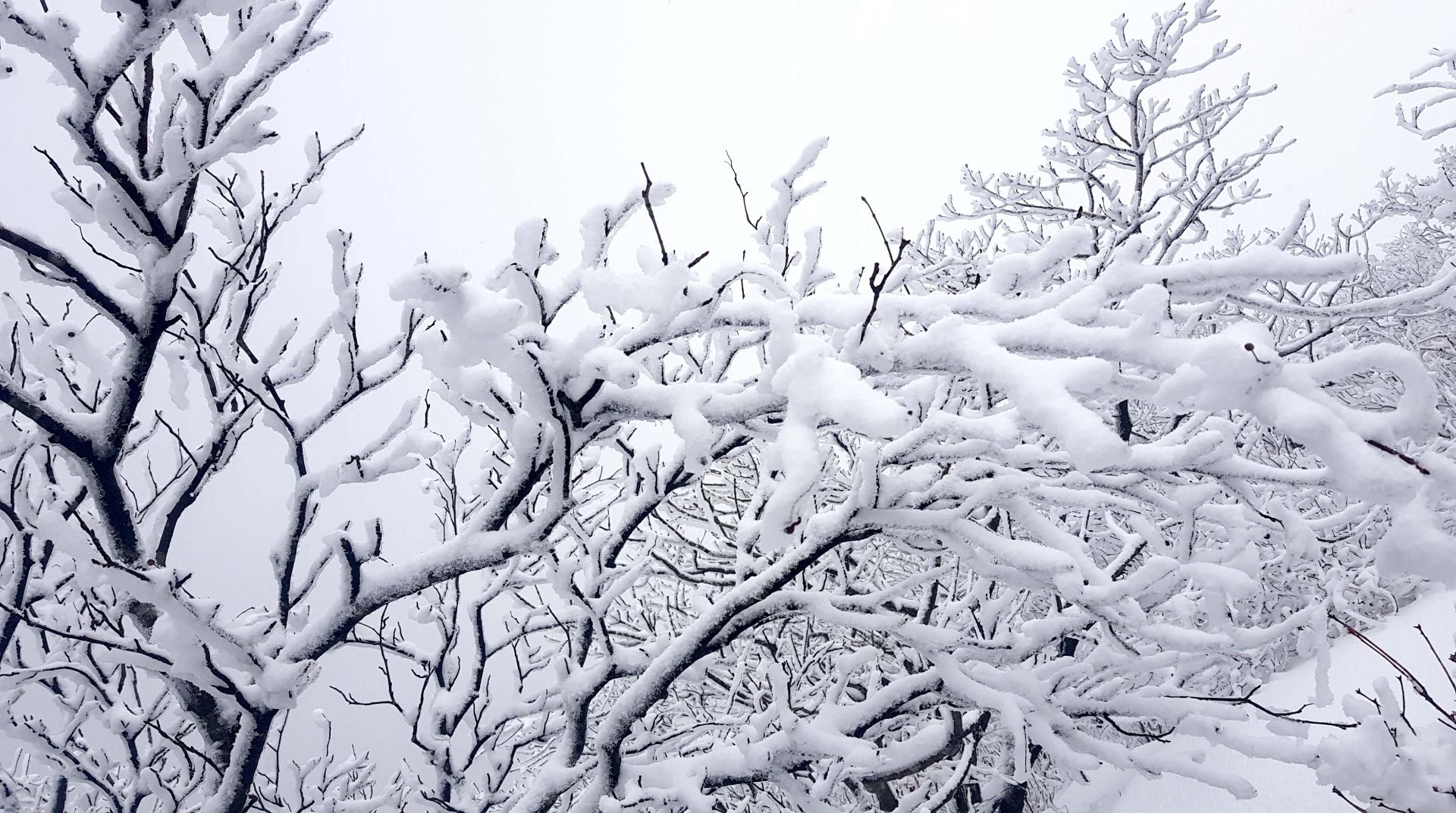 울산 가지산 설경
