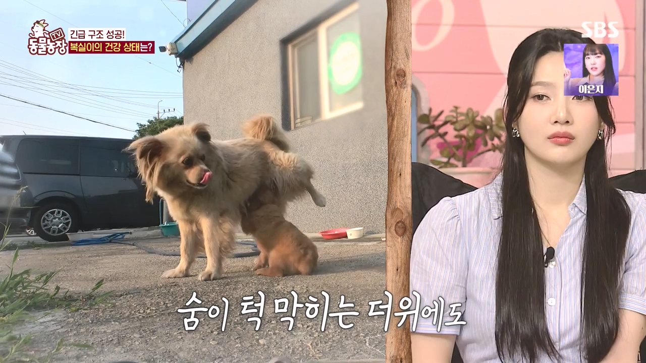 TV 동물농장.E1135.230828p-NEXT.mp4_20230827_180834.415.jpg