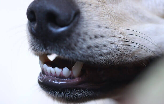 꺠끗하고 하얀 이빨을 가지고 있는 강아지의 입 클로즈업