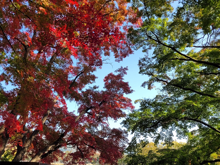 진해내수면환경생태공원-진해여행-가을-단풍나무
