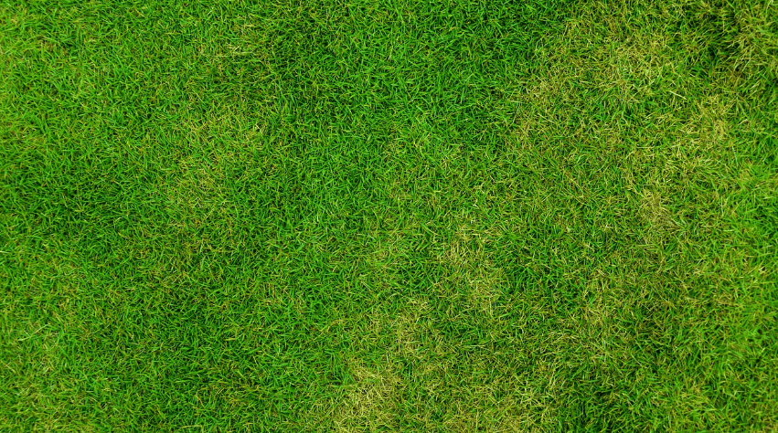 파란 잔디가 쫙 깔려있는 사진