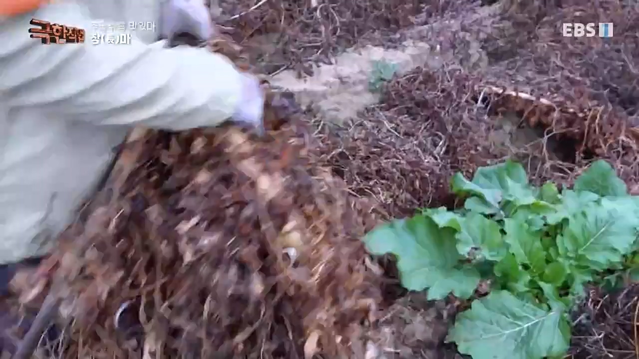 [극한직업] 추울수록 맛있다 장(長)마와 대방어.E734.221218p-NEXT.mp4_20221219_193401.053.jpg