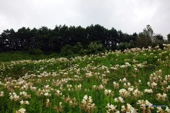 위도 배시간표 요금 예매 배편 예약_19