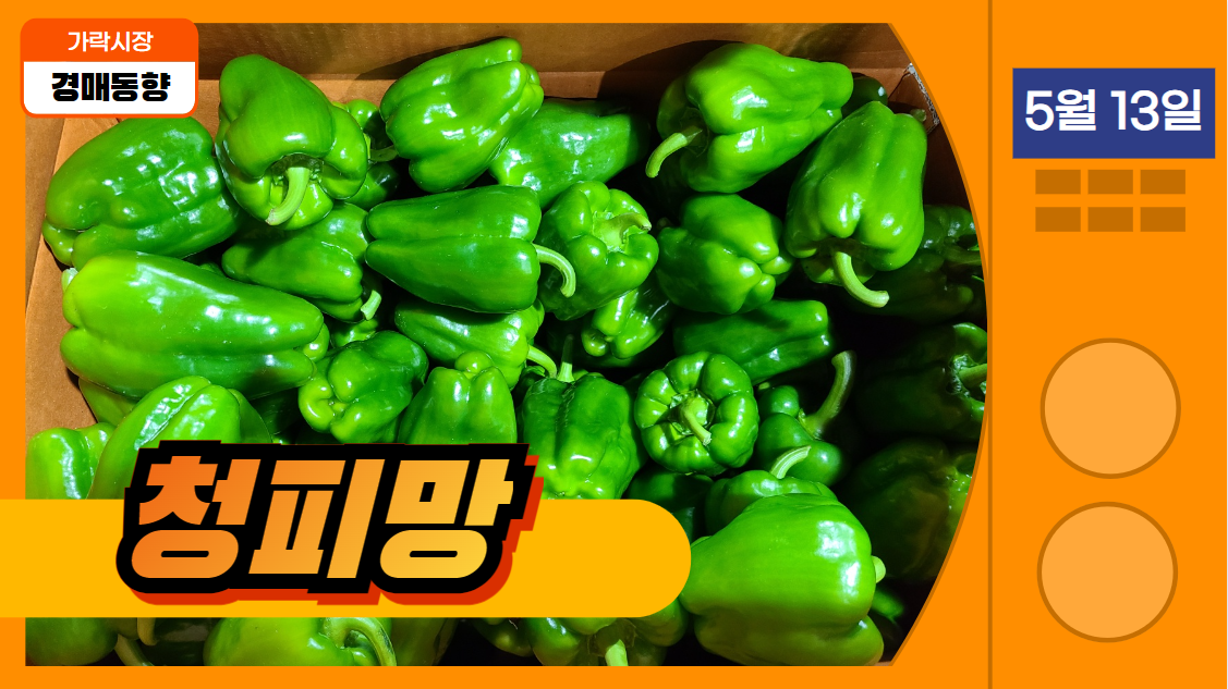  [경매사 일일보고] 2024년 5월 13일자 가락시장 청피망 경매동향을 살펴보겠습니다!