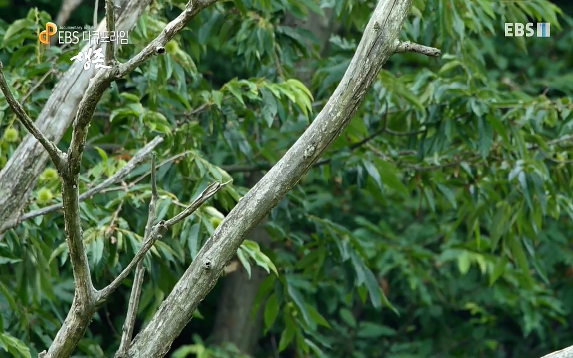 생존 3부_ EBS 다큐프라임_ 220629.avi_20220701_210113.158.jpg