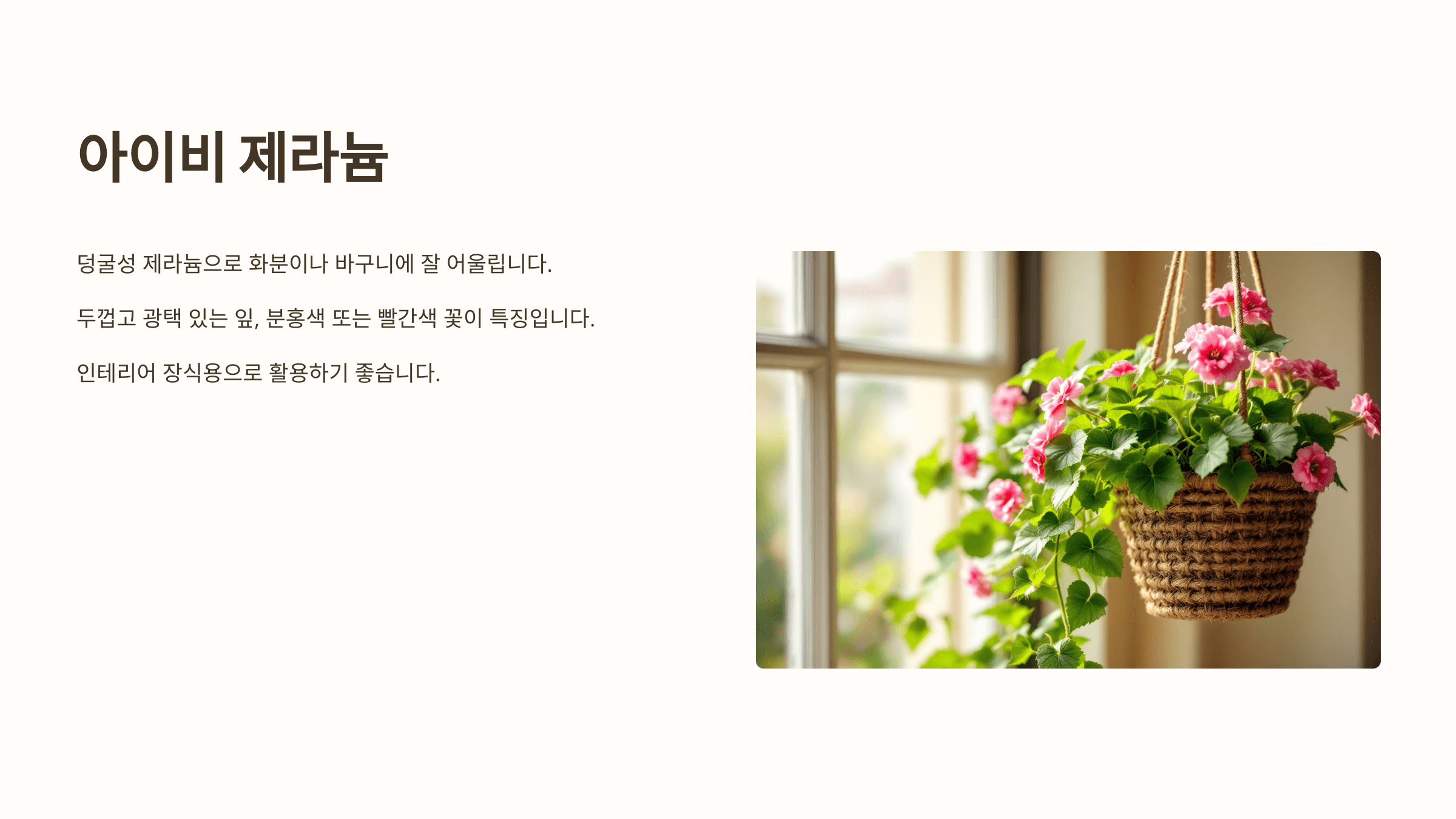 제라늄과 관련된 사진입니다.