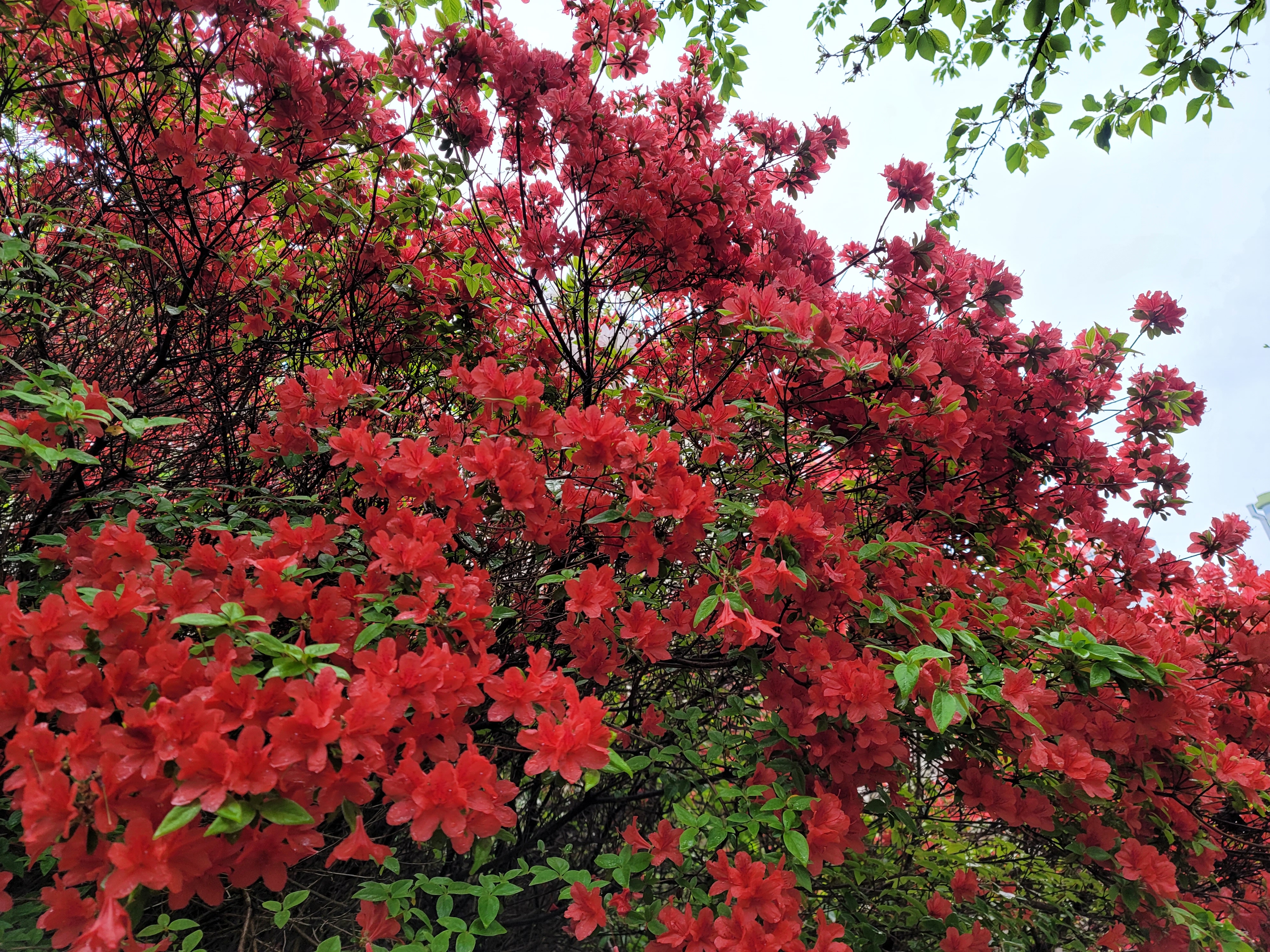 산철쭉 화단접대 18
