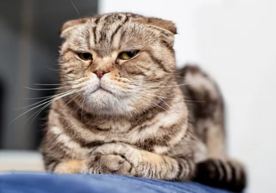 스코티시 폴드/출처: Adobe Stock