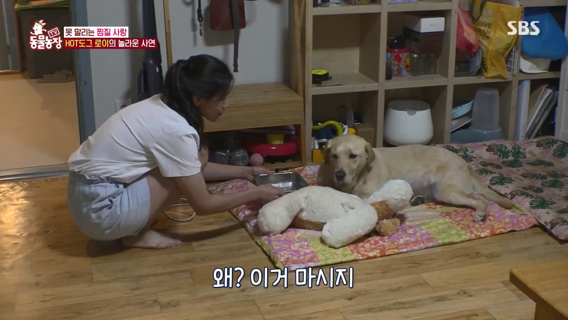 TV 동물농장.E1139.230924p.H264-F1RST.mp4_20230924_172328.121.jpg