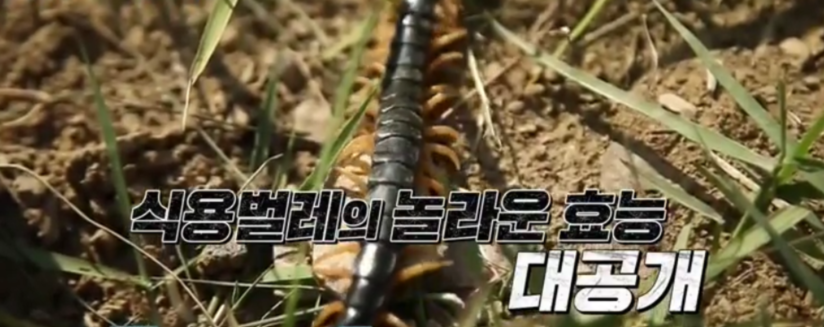  혈당잡고 살빼는 식용벌레 효능(꽃벵이고소애가루왕지네)천기누설 미래식량 벌레의 재발견 꽃뱅이차볶음당뇨떡셰이크닭백숙 레시피475회 0723