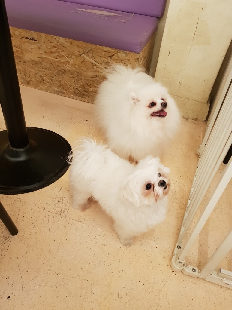 해피치의 연인들32 (고귀한 혈통, 7