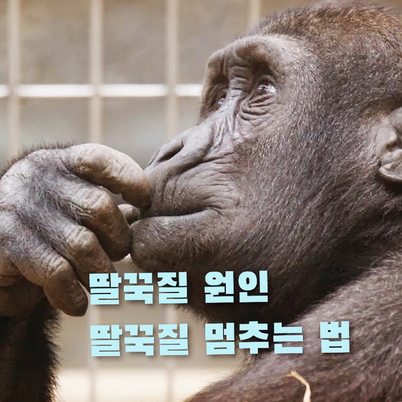  딸꾹질 원인 과 딸꾹질 멈추는 법