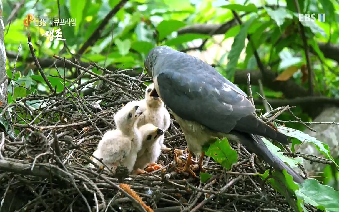 생존 3부_ EBS 다큐프라임_ 220629.avi_20220701_210759.430.jpg