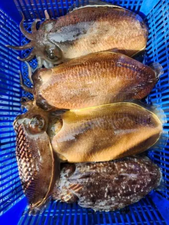 갑오징어 손질법 제철 맛있게 먹는 방법_13